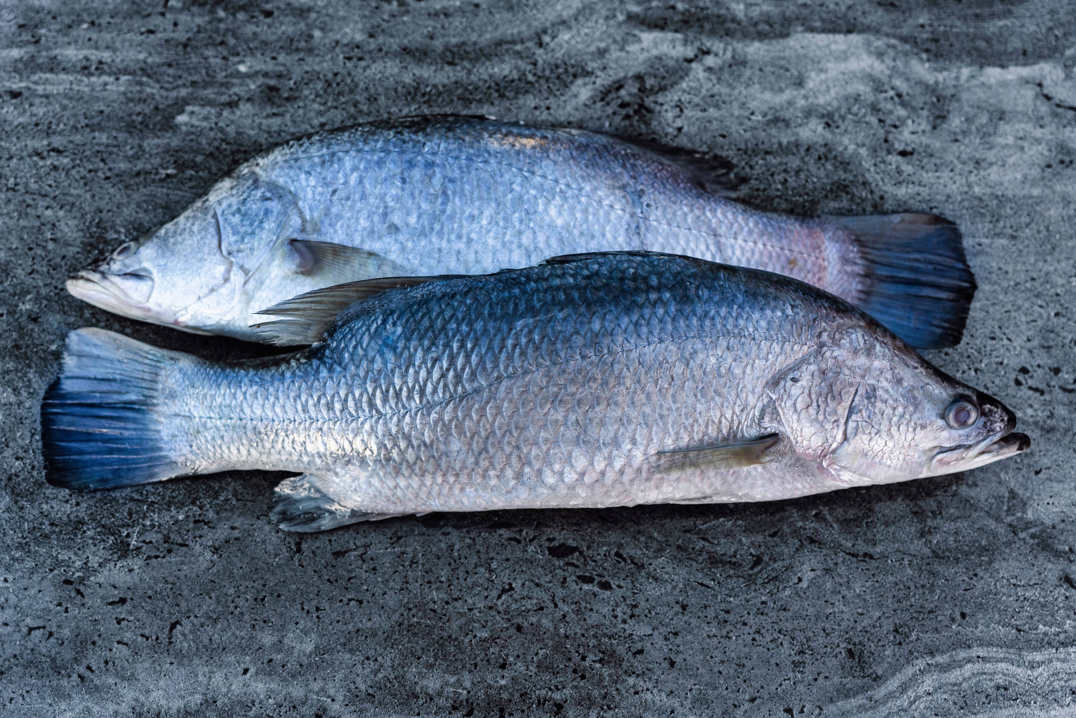 Barramundi with Macadamia-Crust and Finger Lime Salsa
