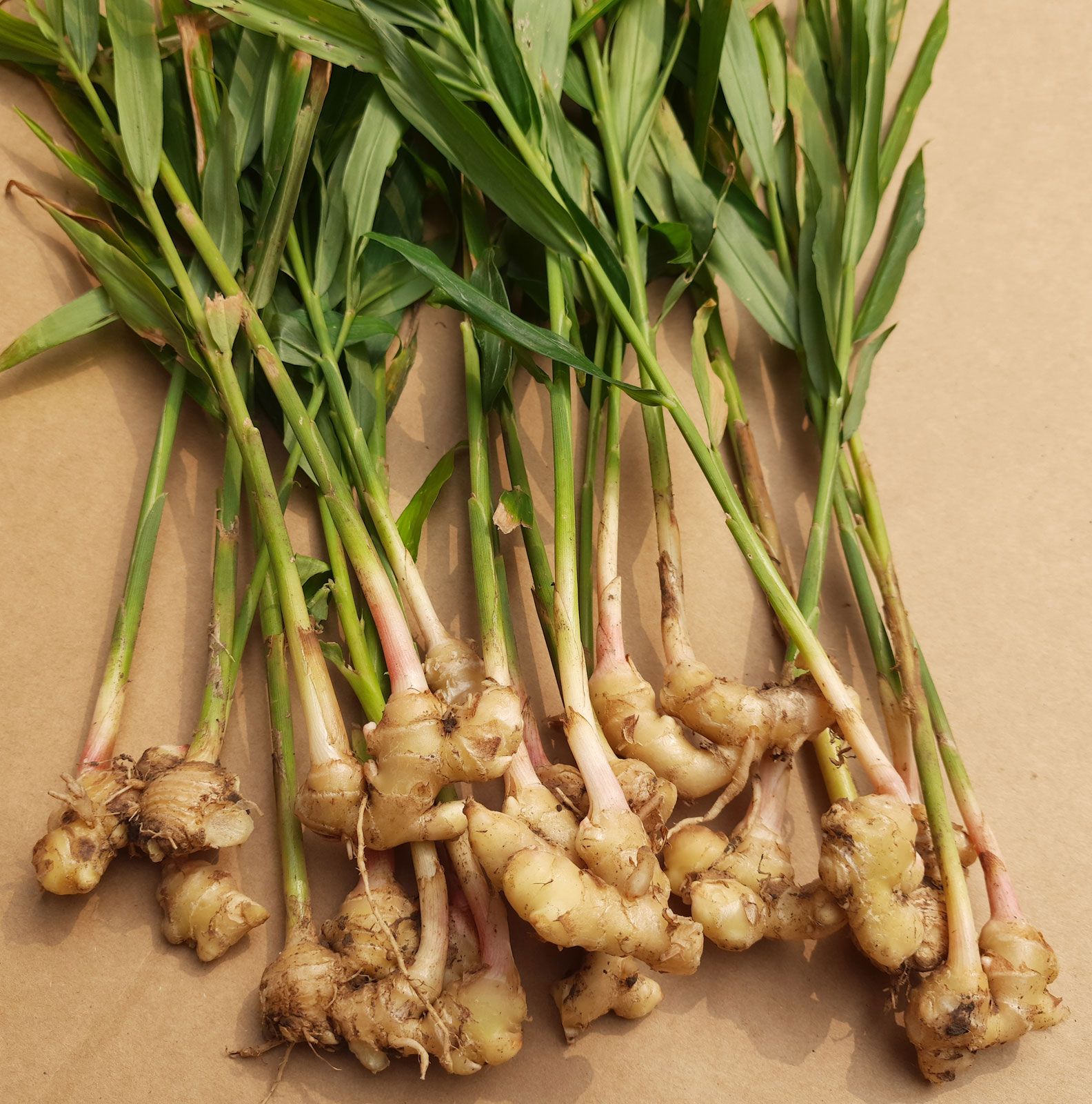 Ginger-Lime Spiced Tequila Fizz