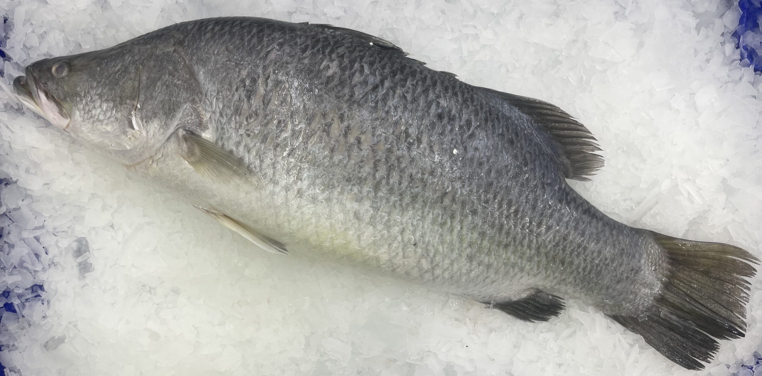 Barramundi with Davidson’s Plum and Finger Lime Salsa