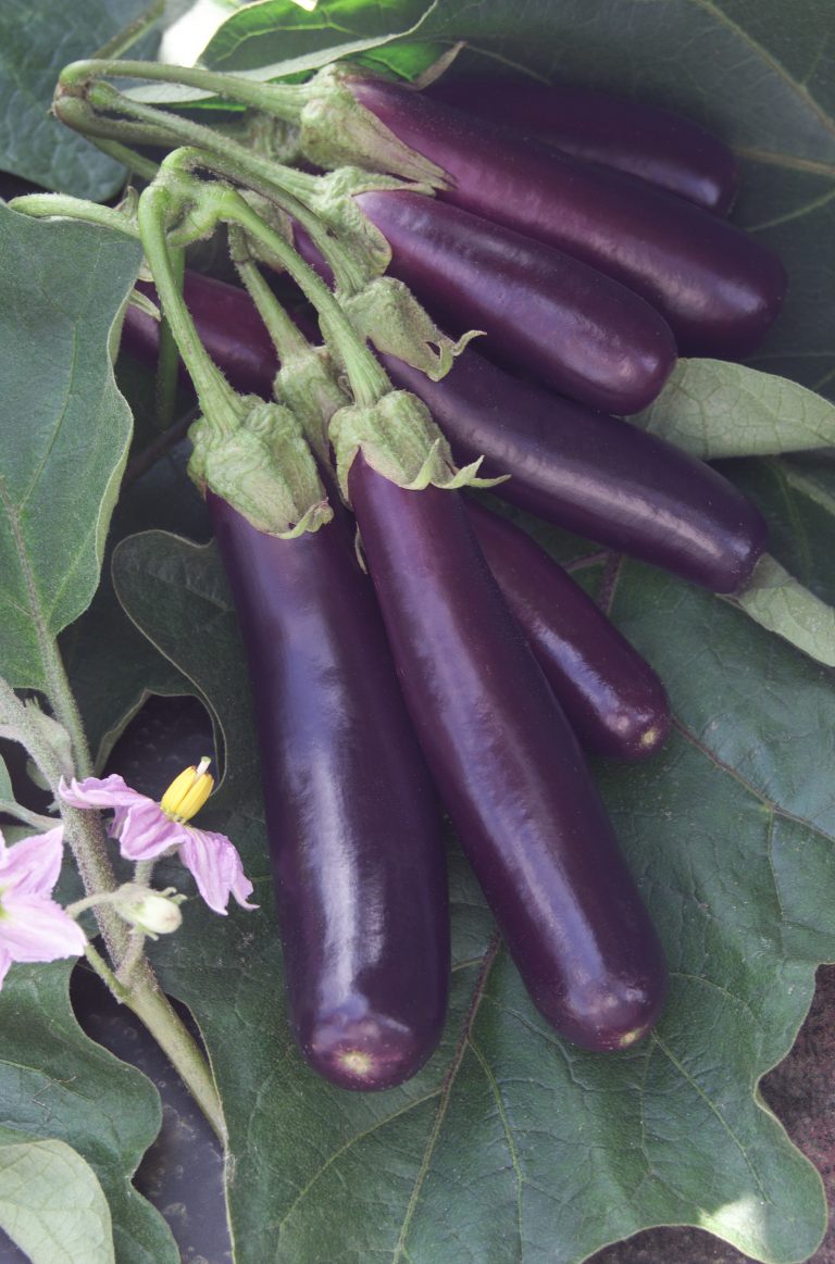Eggplant and Zucchini Stir-Fry with Sesame Oil