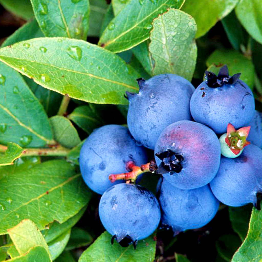 Blueberry and Goat Cheese Salad with Balsamic Vinaigrette