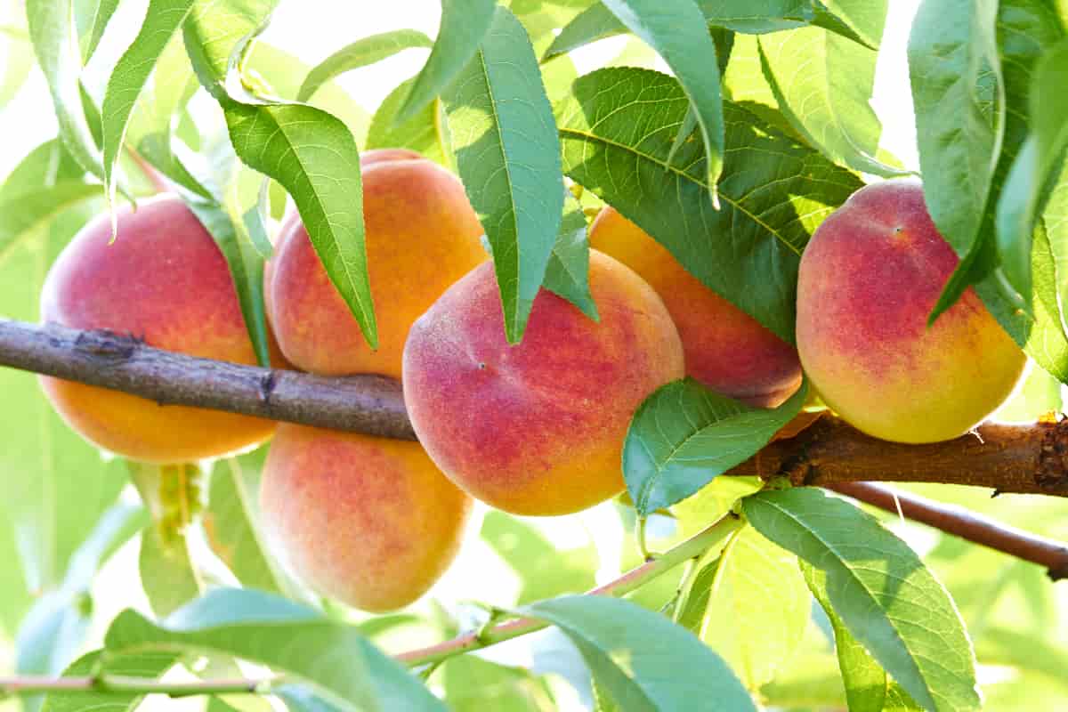 Peach and Pomegranate Kosovo Sunset