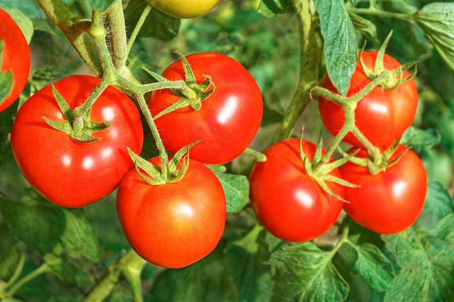 Tomato Relish with Finger Lime and Chilli