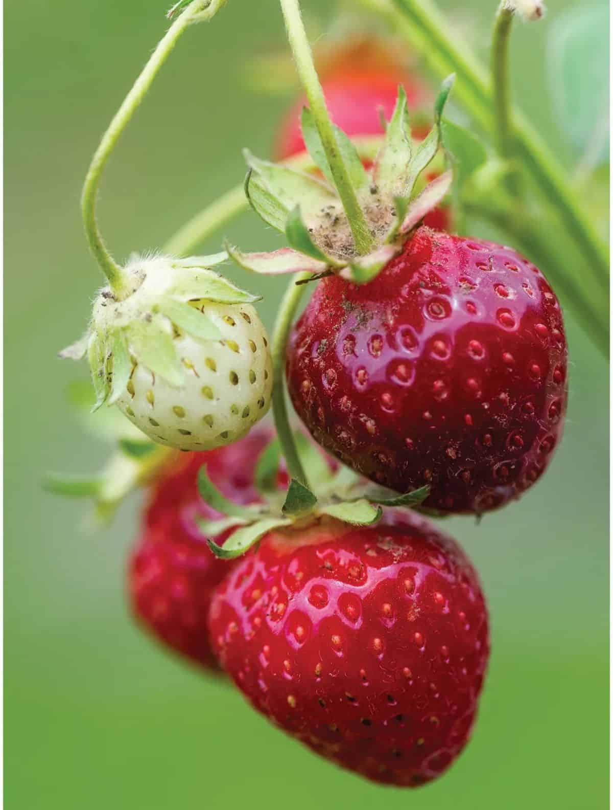 Strawberry Shortcake Shortcuts with Whipped Cream