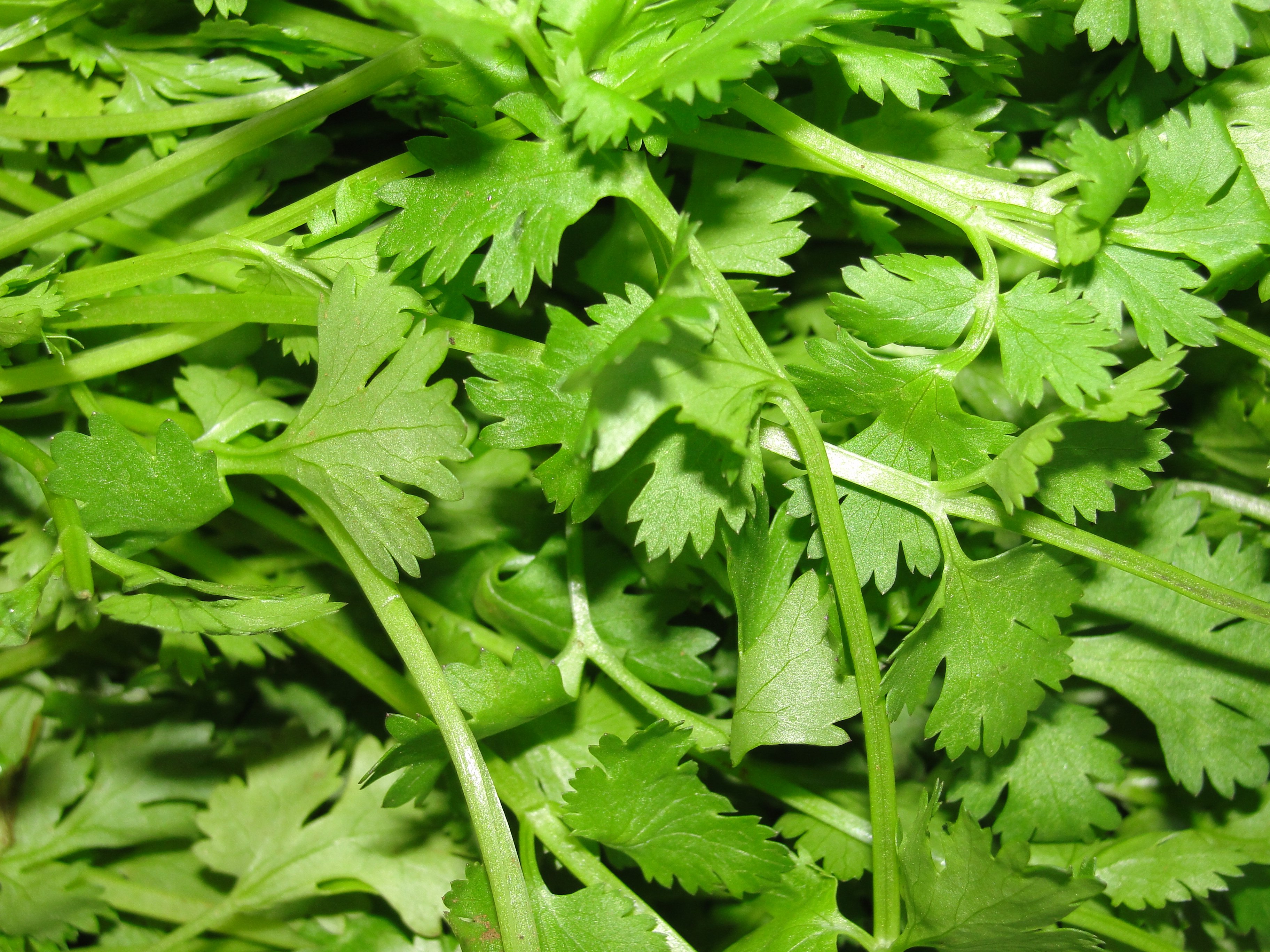 Cilantro-Lime Tequila Cooler