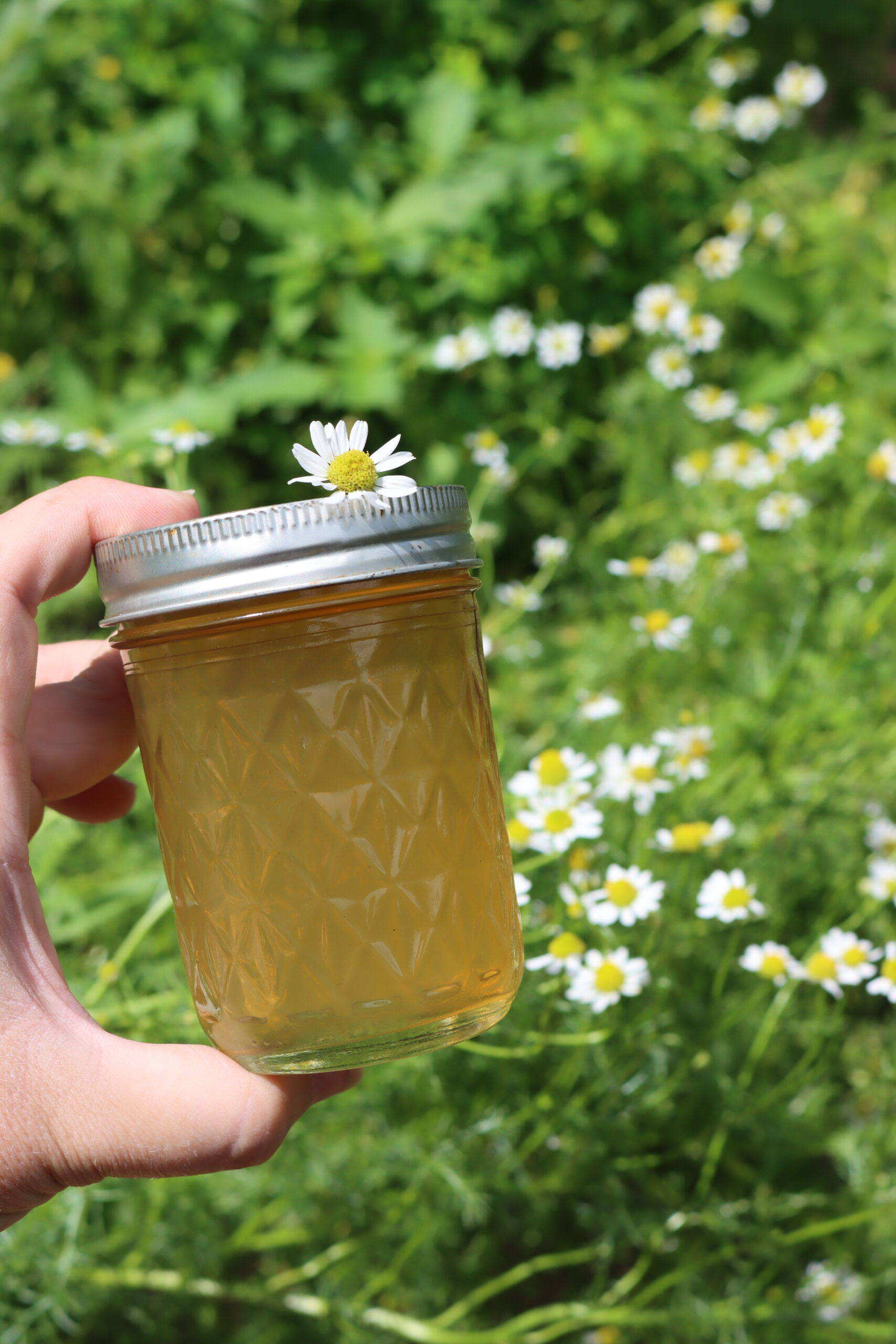 Chamomile Lavender Elixir
