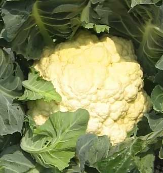 Cauliflower 'Mac' with Smoked Gouda