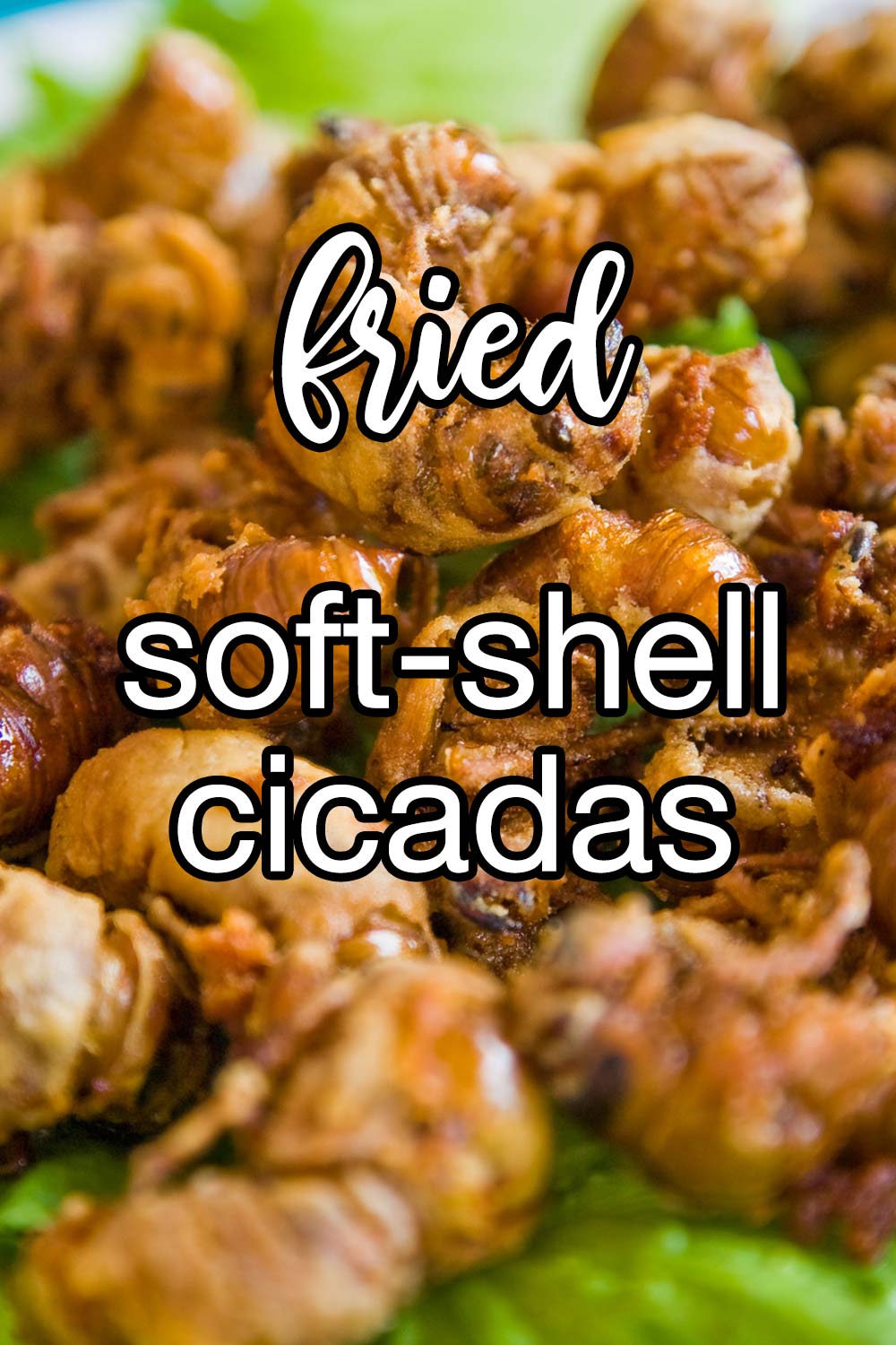 Cicada Variant Comfort Soup