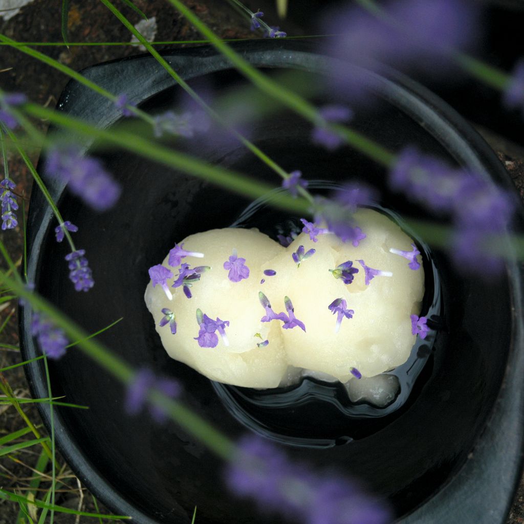 Gin and Elderflower Sorbet