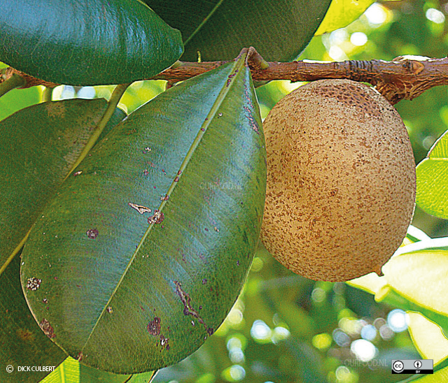 Mamey Rum Smash