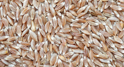 Dry-Hopped Citrus IPA with Emmer Farro Malt