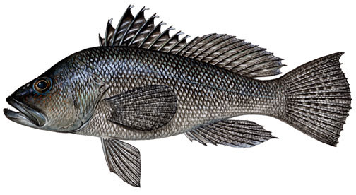 Barramundi Fillets Pan-Seared with Finger Lime Beurre Blanc